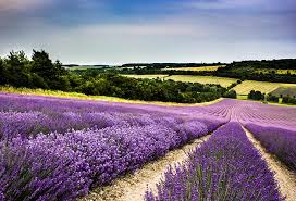 CNJ_lavender fields